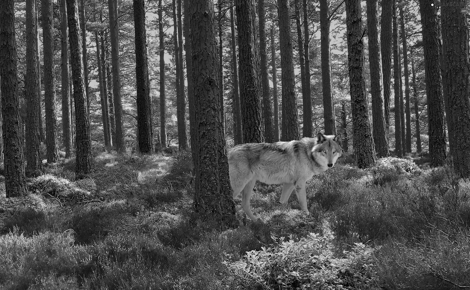 Wolf, trees, viewes, forest