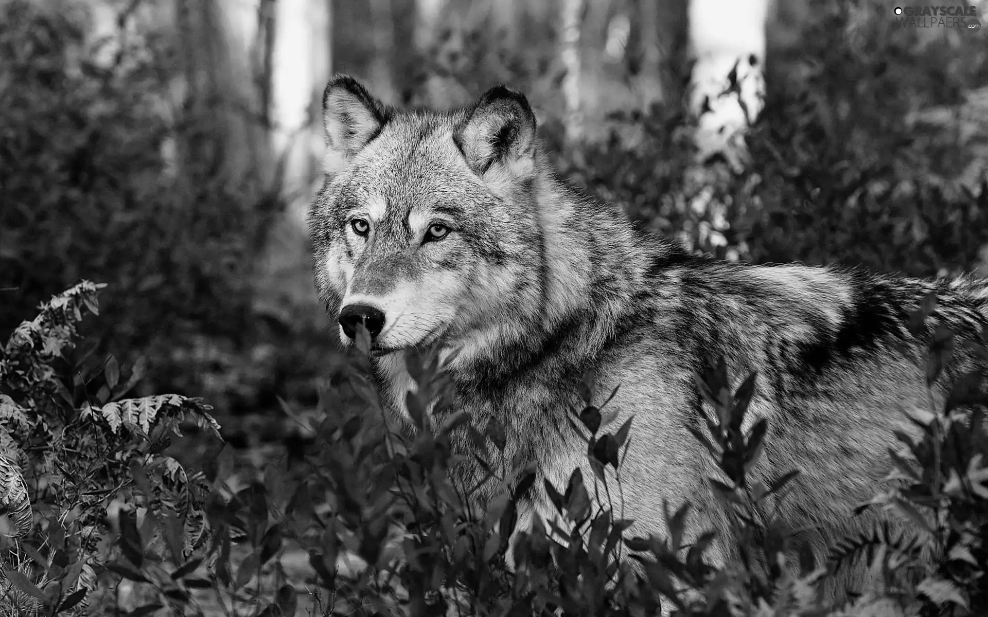 Wolf, trees, viewes, Leaf