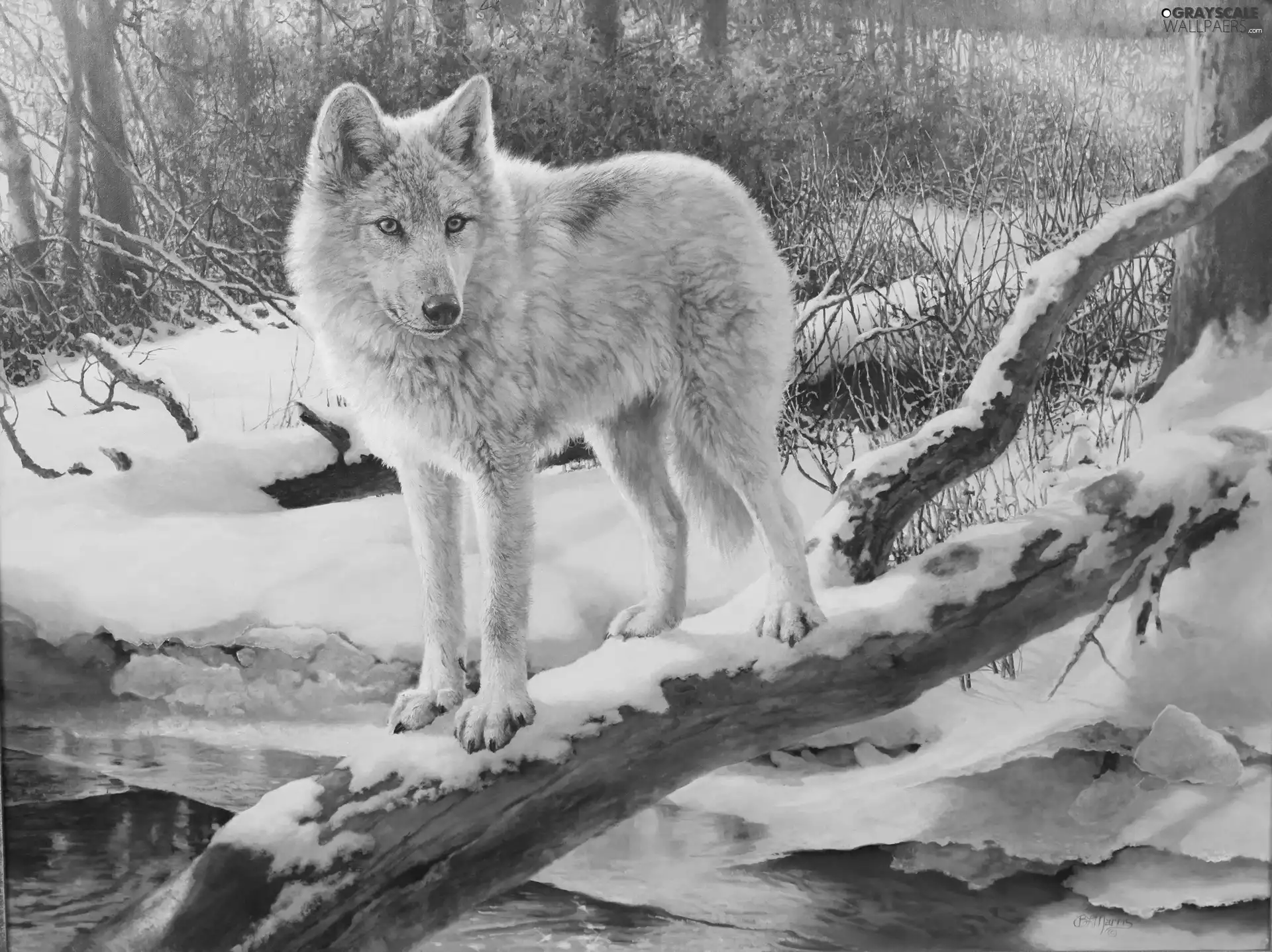 Wolf, trees, viewes, snow