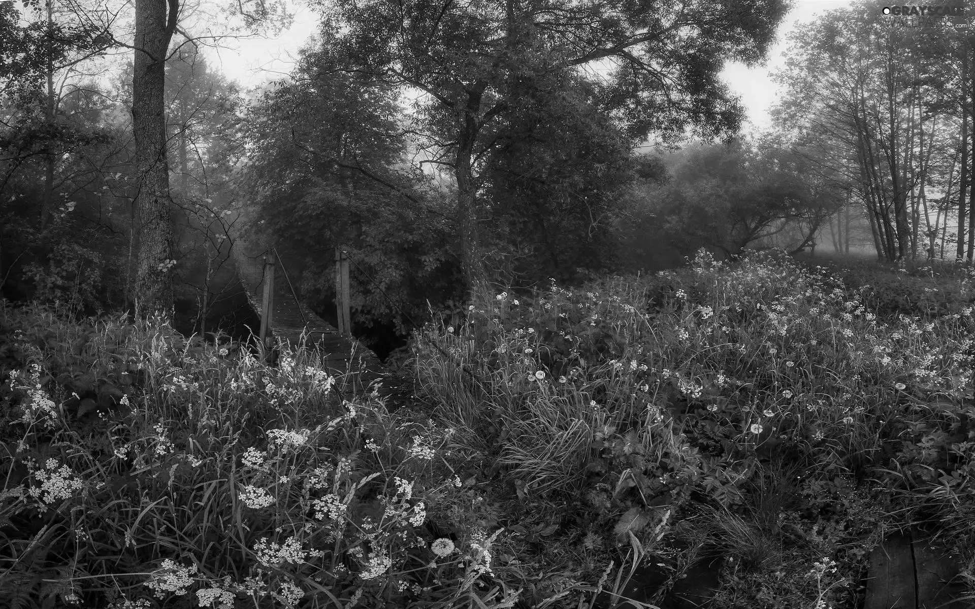 bridge, Meadow, trees, viewes, grass, wooden