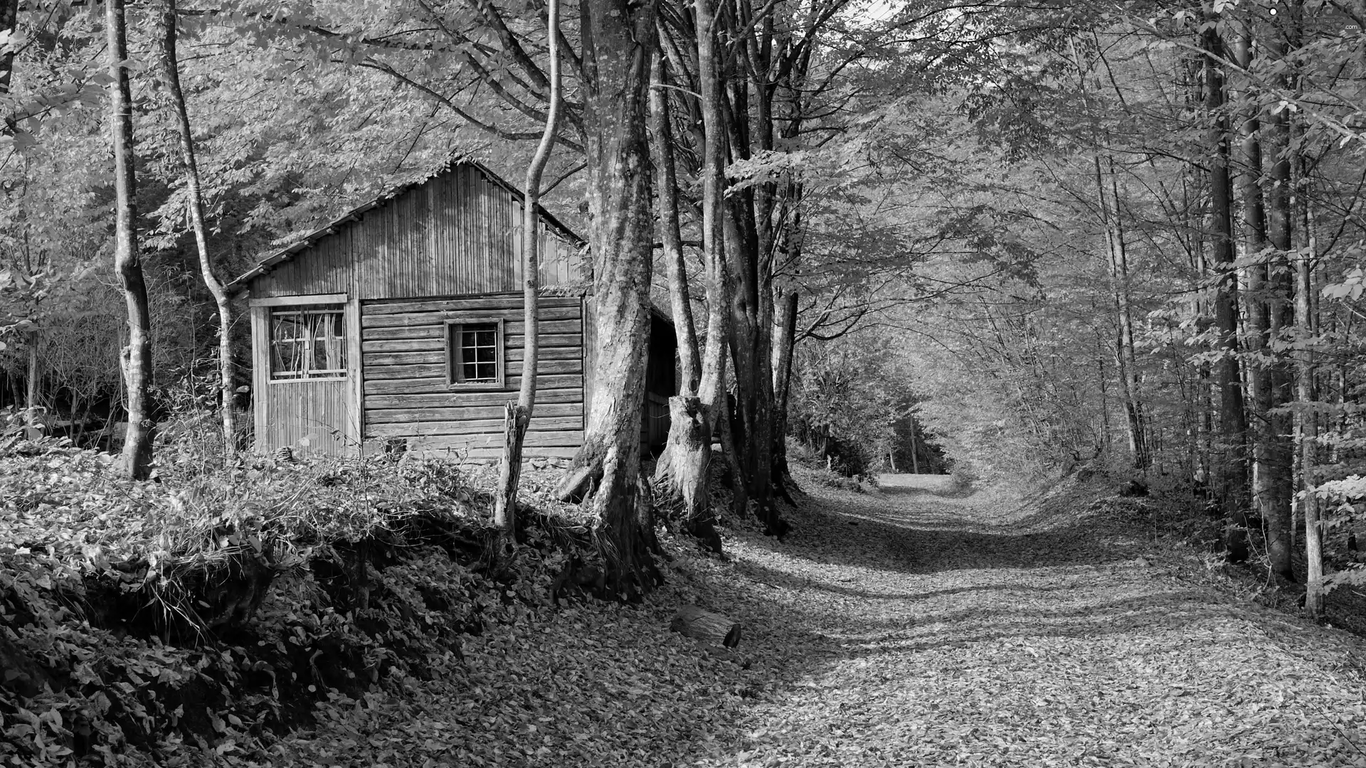 forest, trees, wooden, viewes, autumn, Way, Home