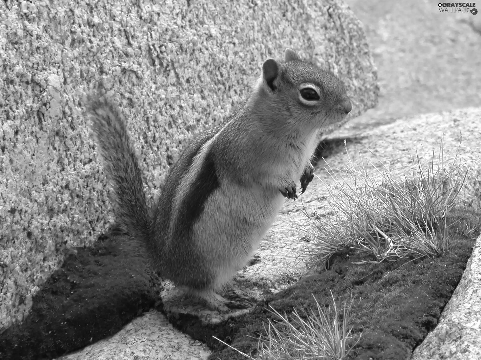 vigilance, gopher, Rocks