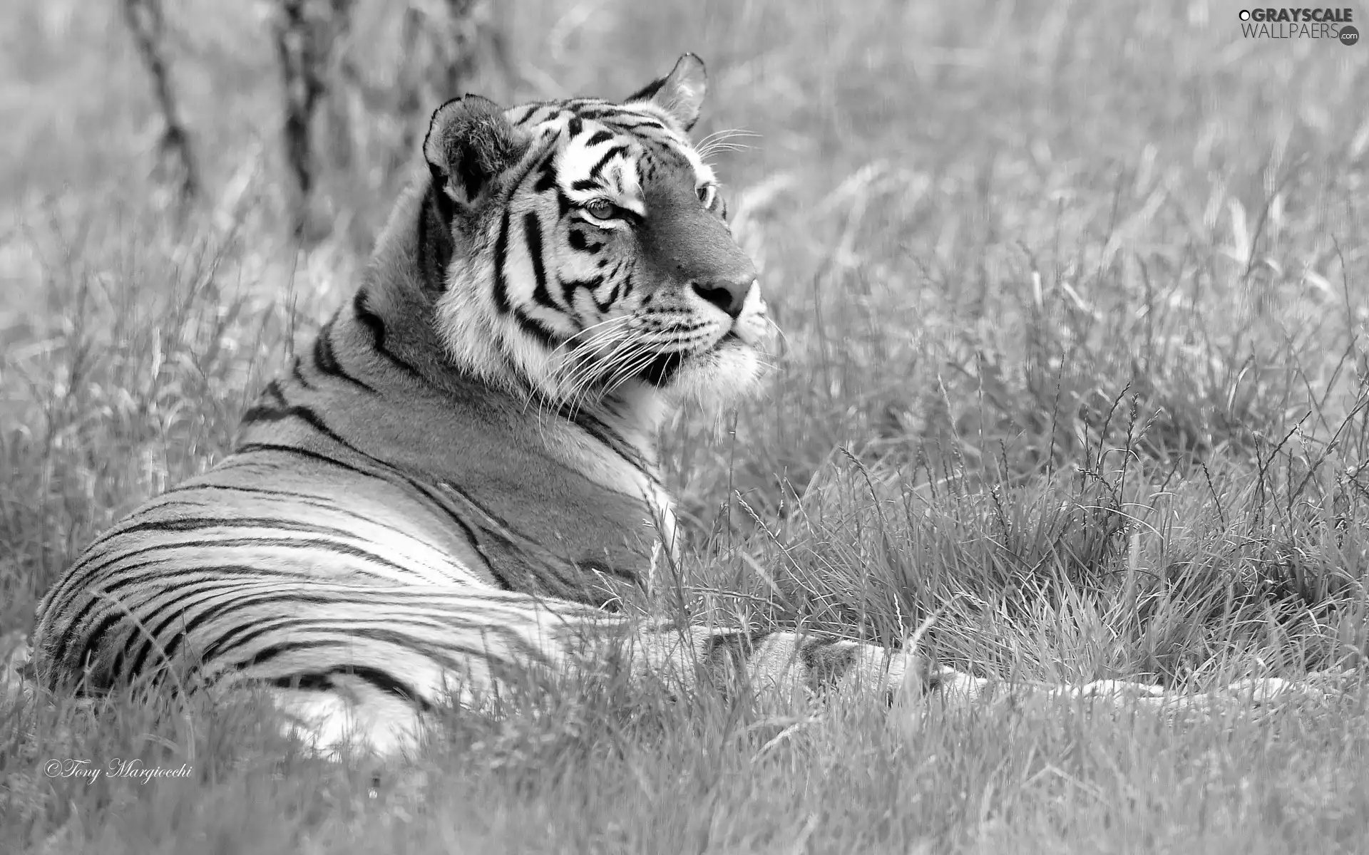 vigilance, Meadow, tiger