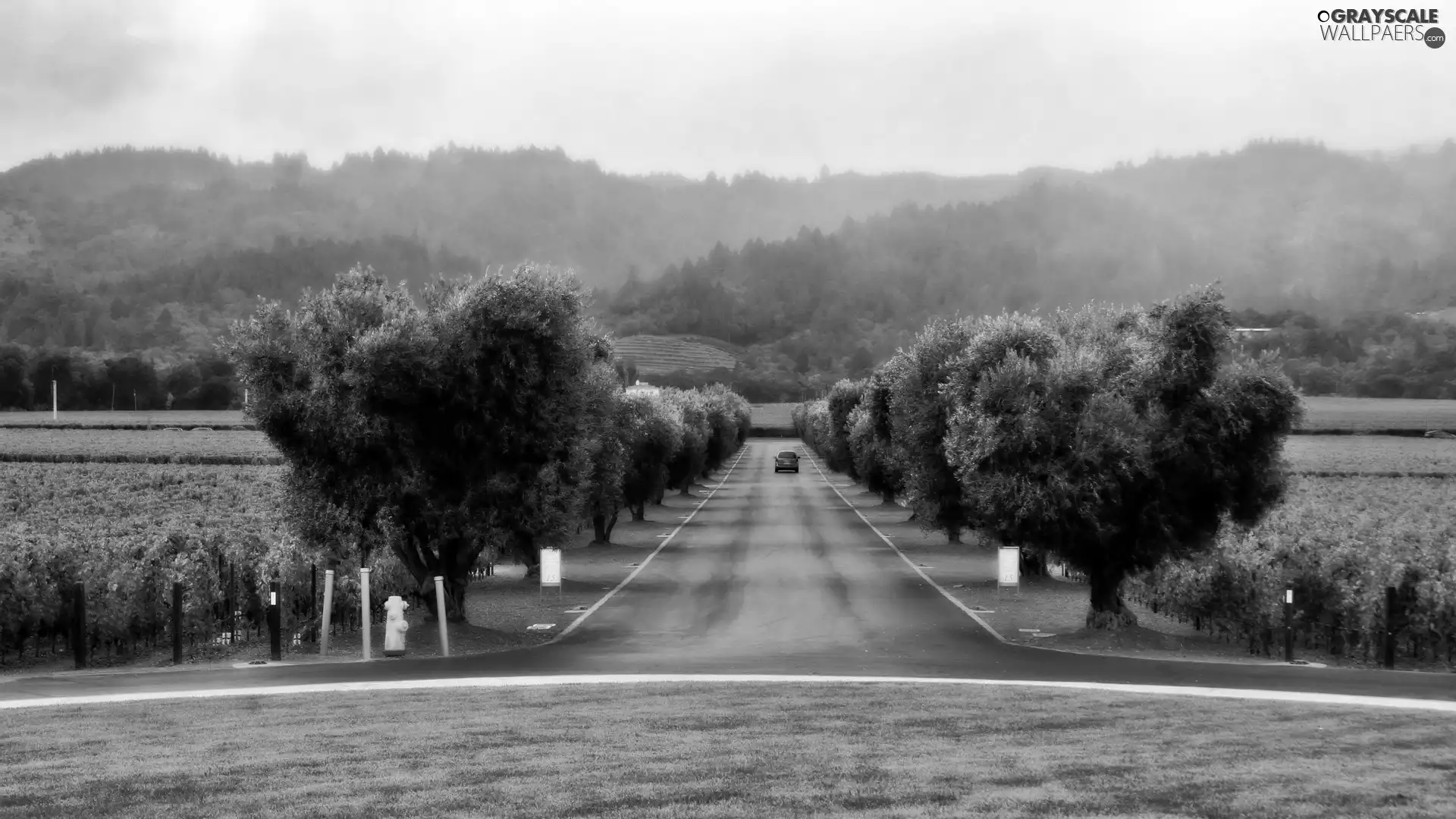 vineyard, The Hills, trees, viewes, Way