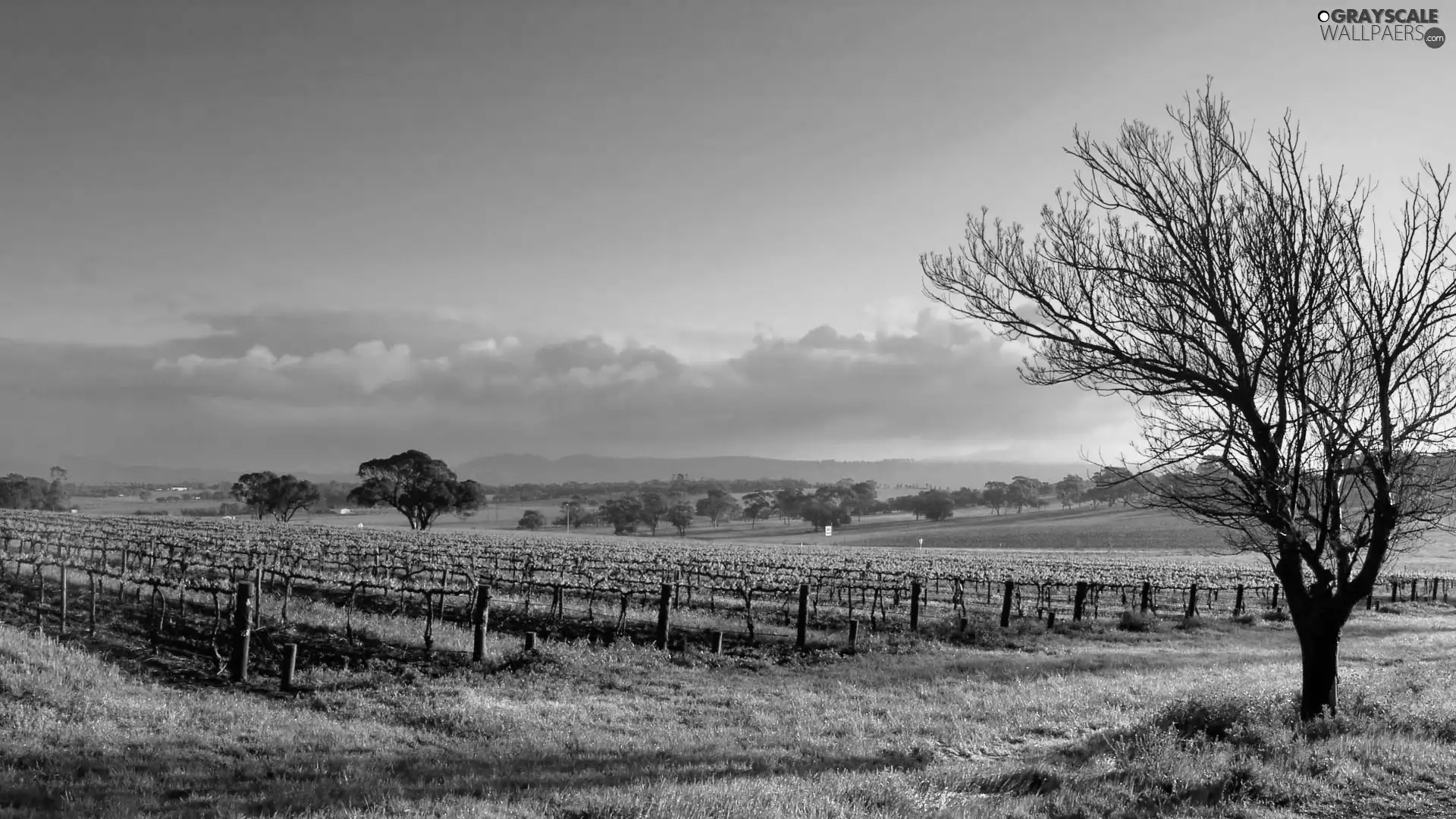 west, Sapling, vineyard, sun