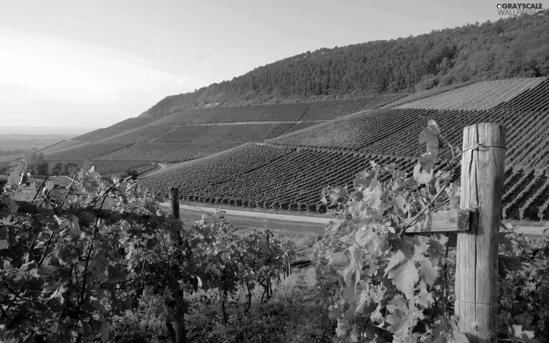 vineyards