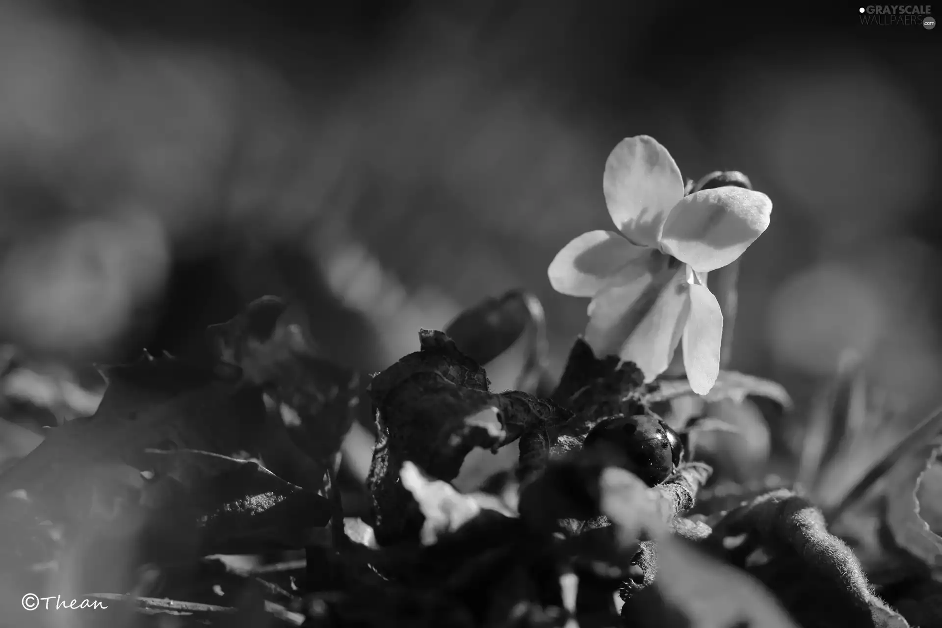 ladybird, White, Viola odorata