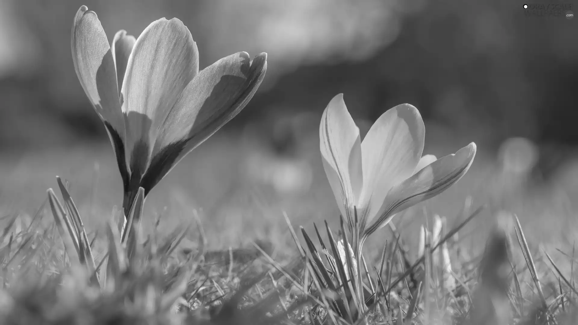 Yellow, Flowers, crocuses, Violet, Two cars
