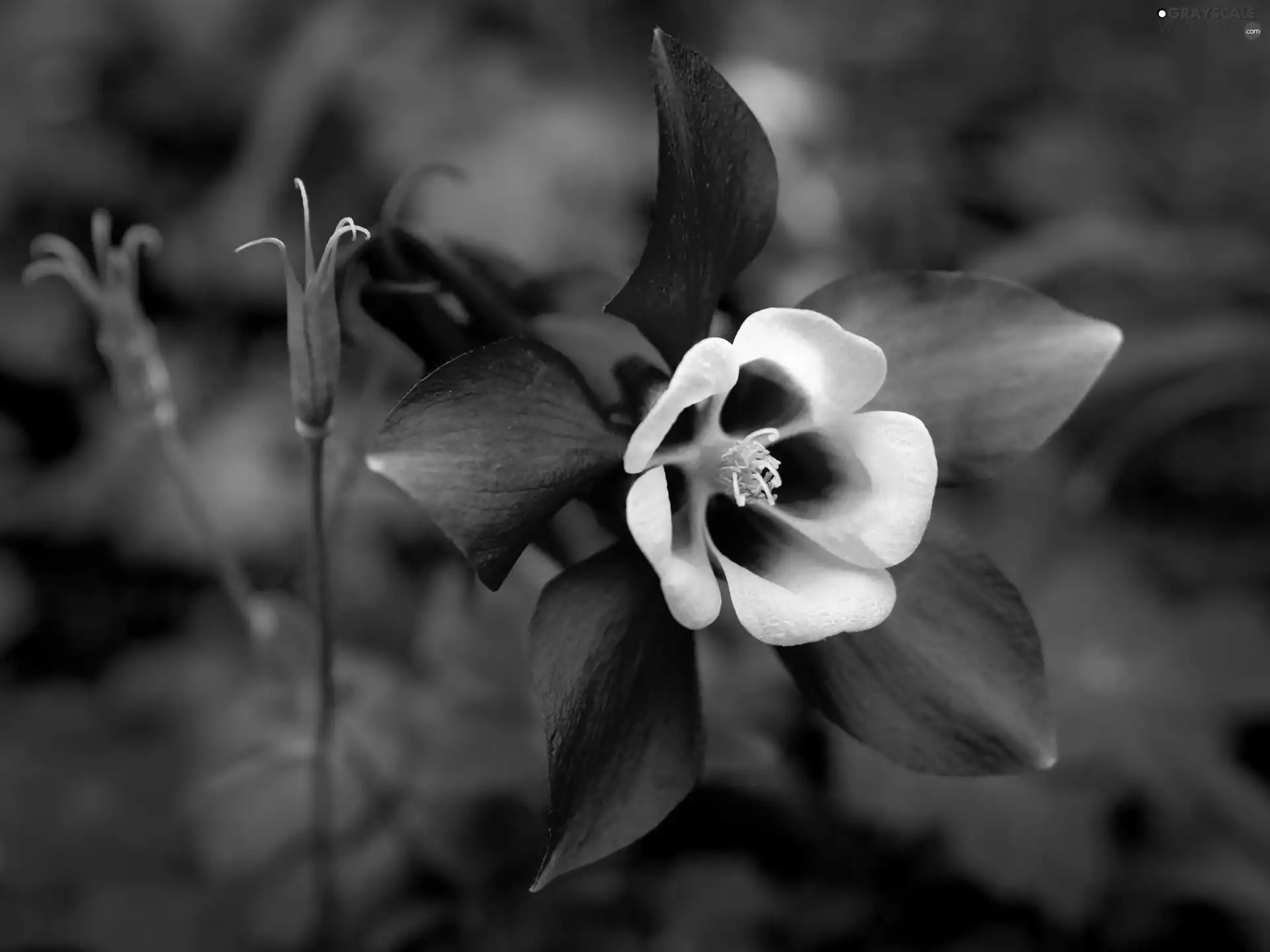 columbine, Colourfull Flowers, Violet