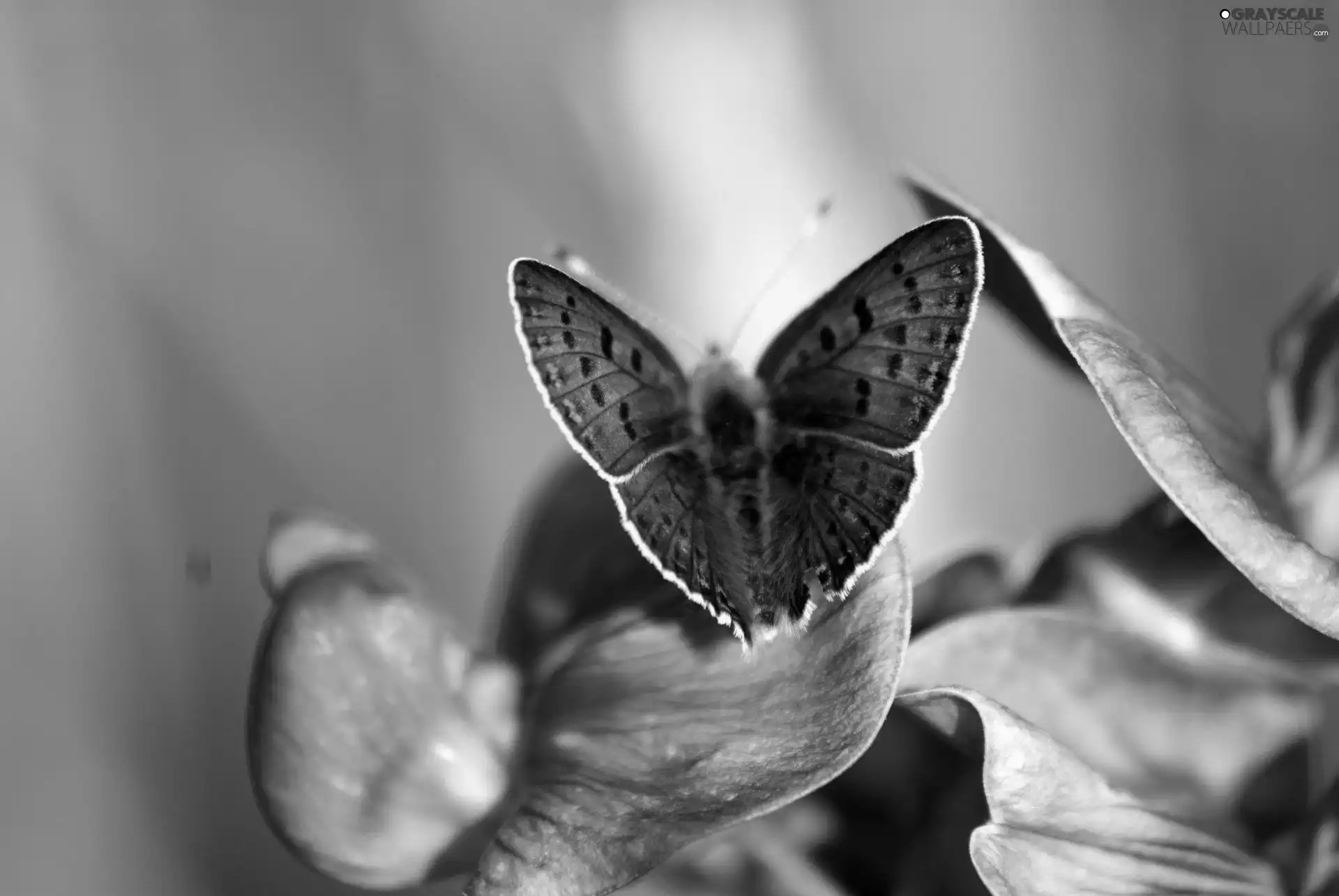 Colourfull Flowers, butterfly, Violet