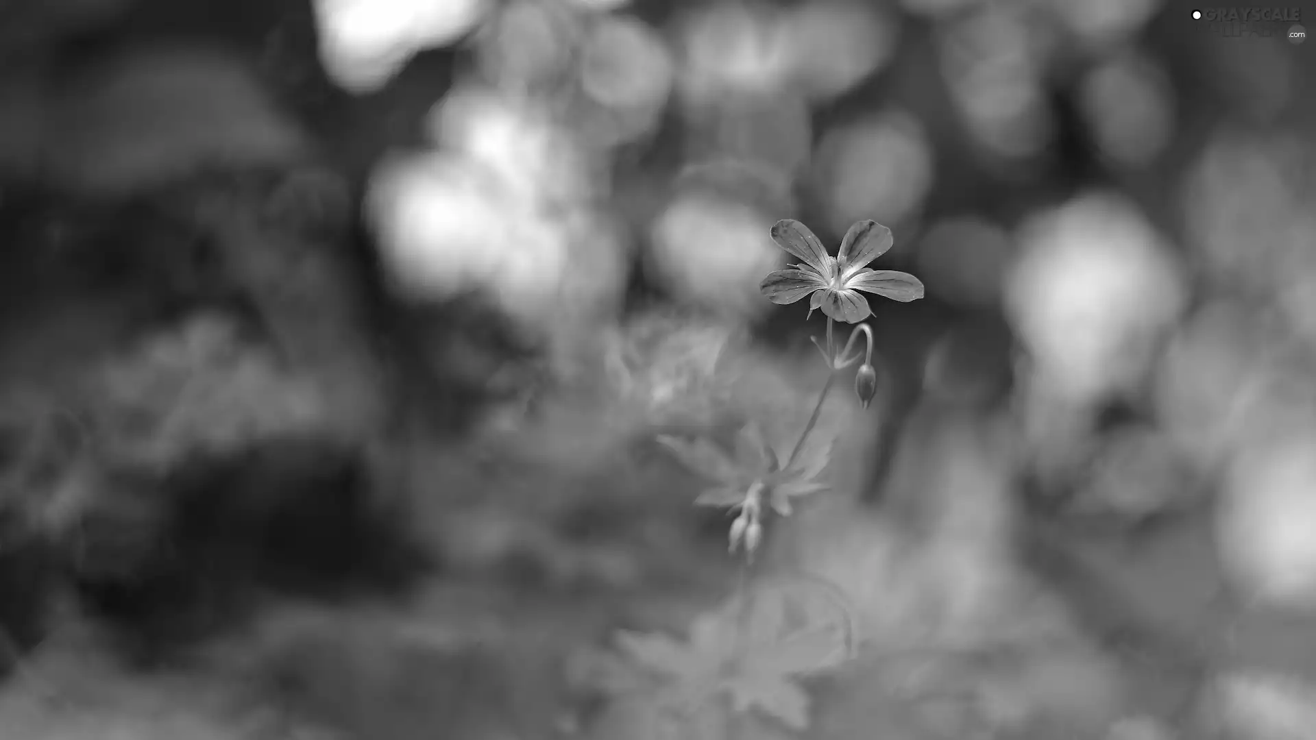 rapprochement, Colourfull Flowers, background, green ones, blur, Violet