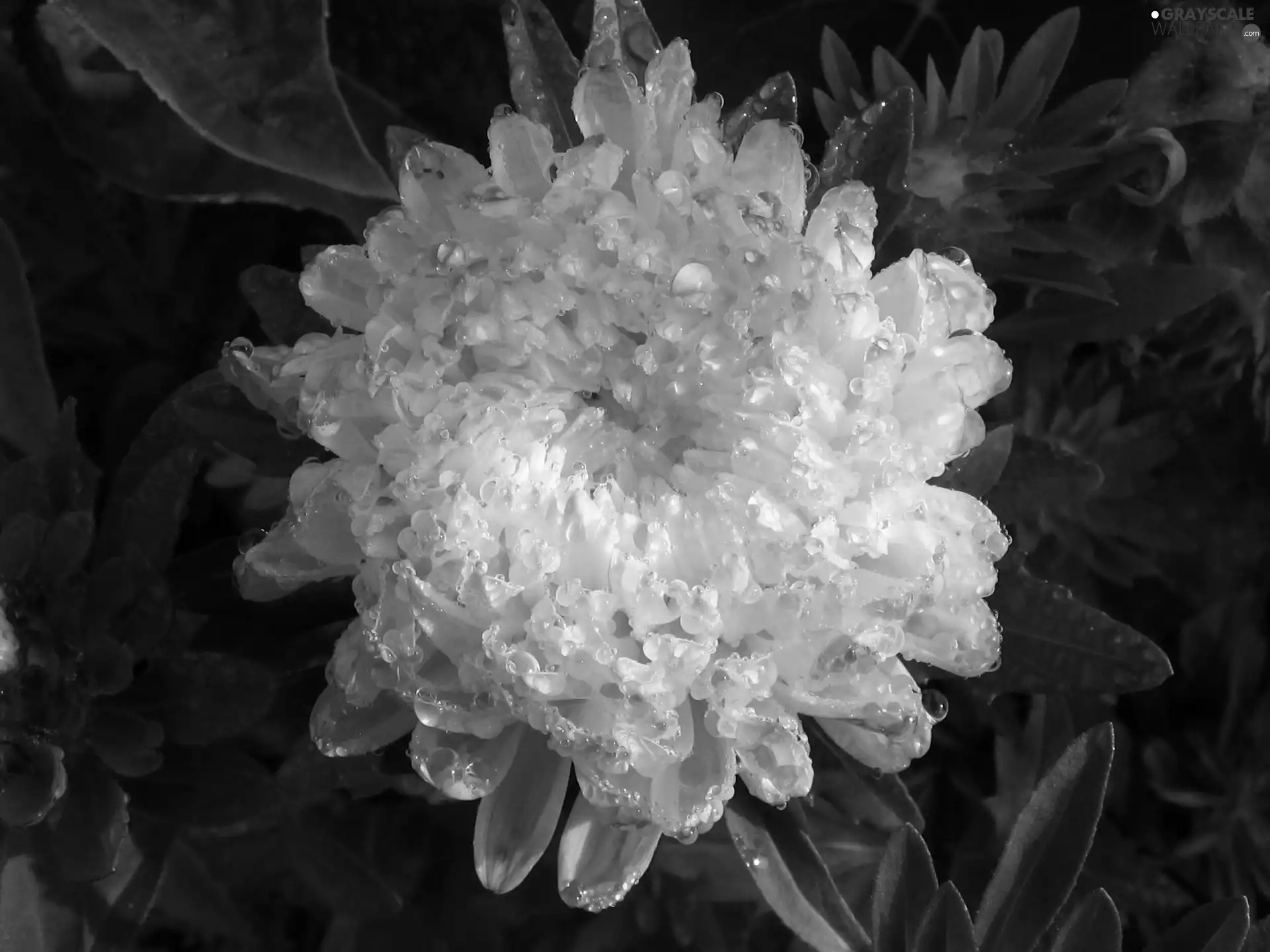 Colourfull Flowers, white, Violet, Aster