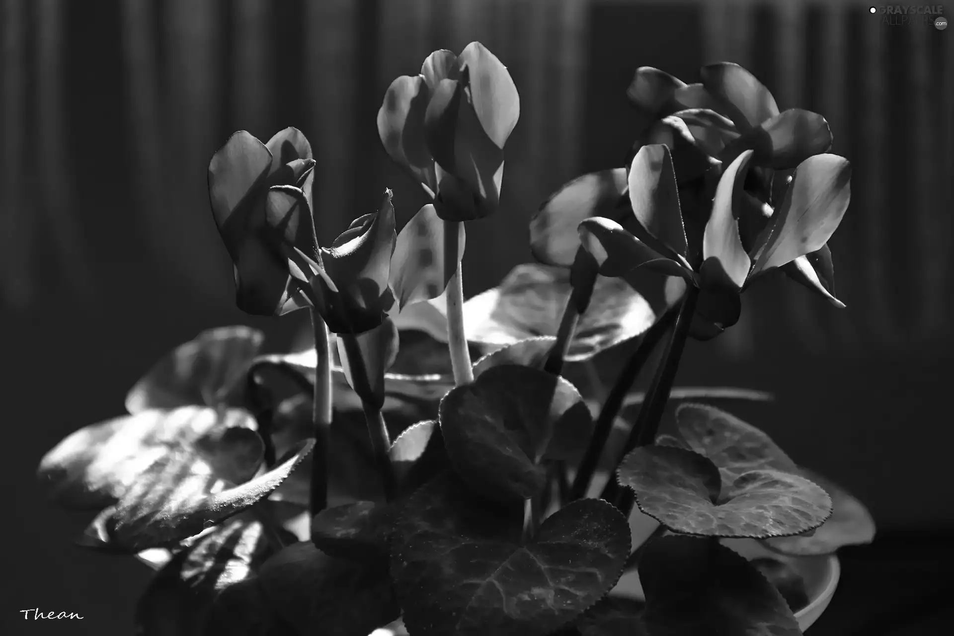 Red, Cyclamen