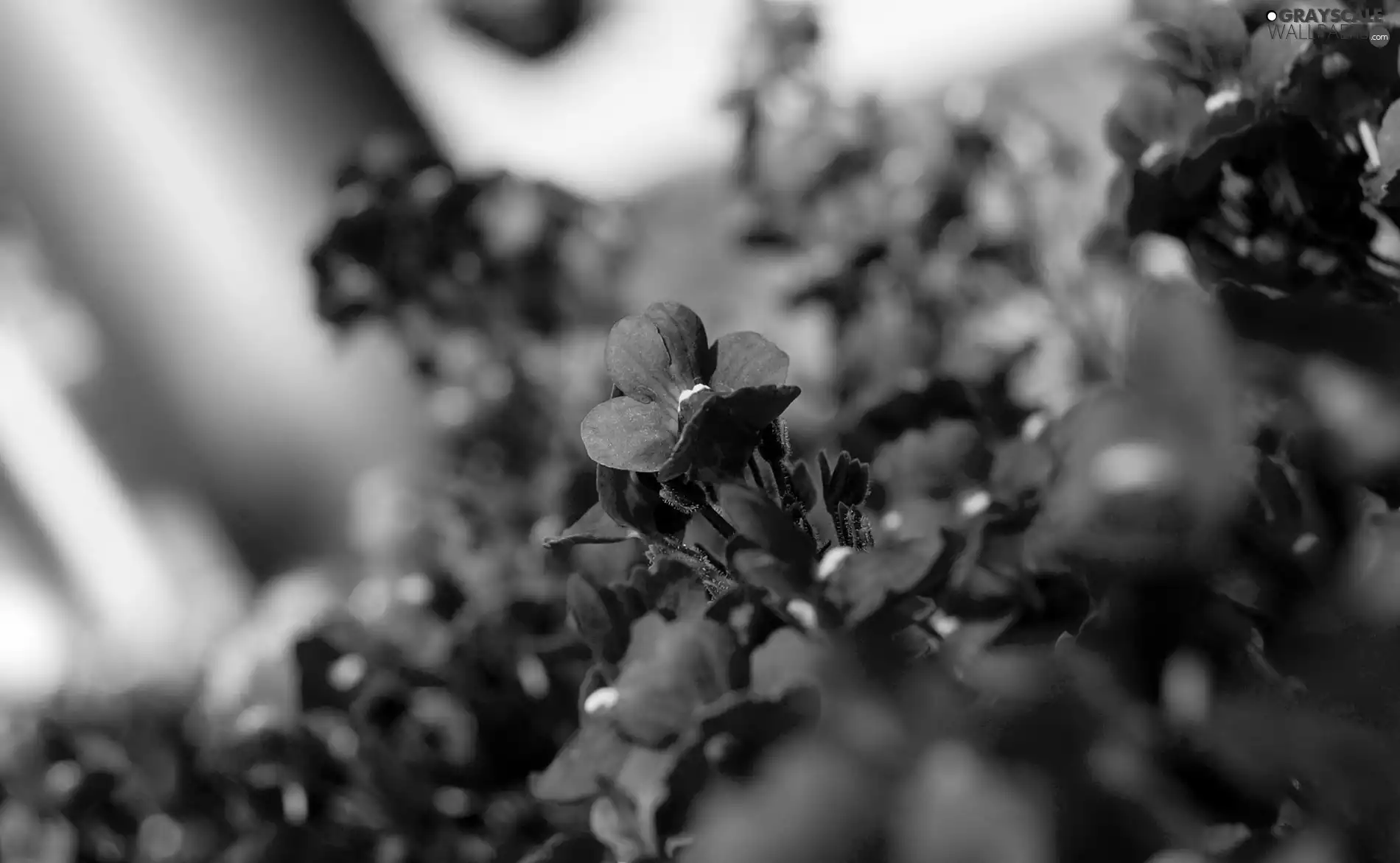 purple, Violets