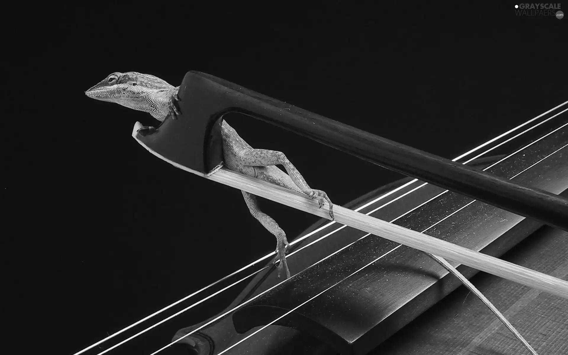Green Anolis, lizard