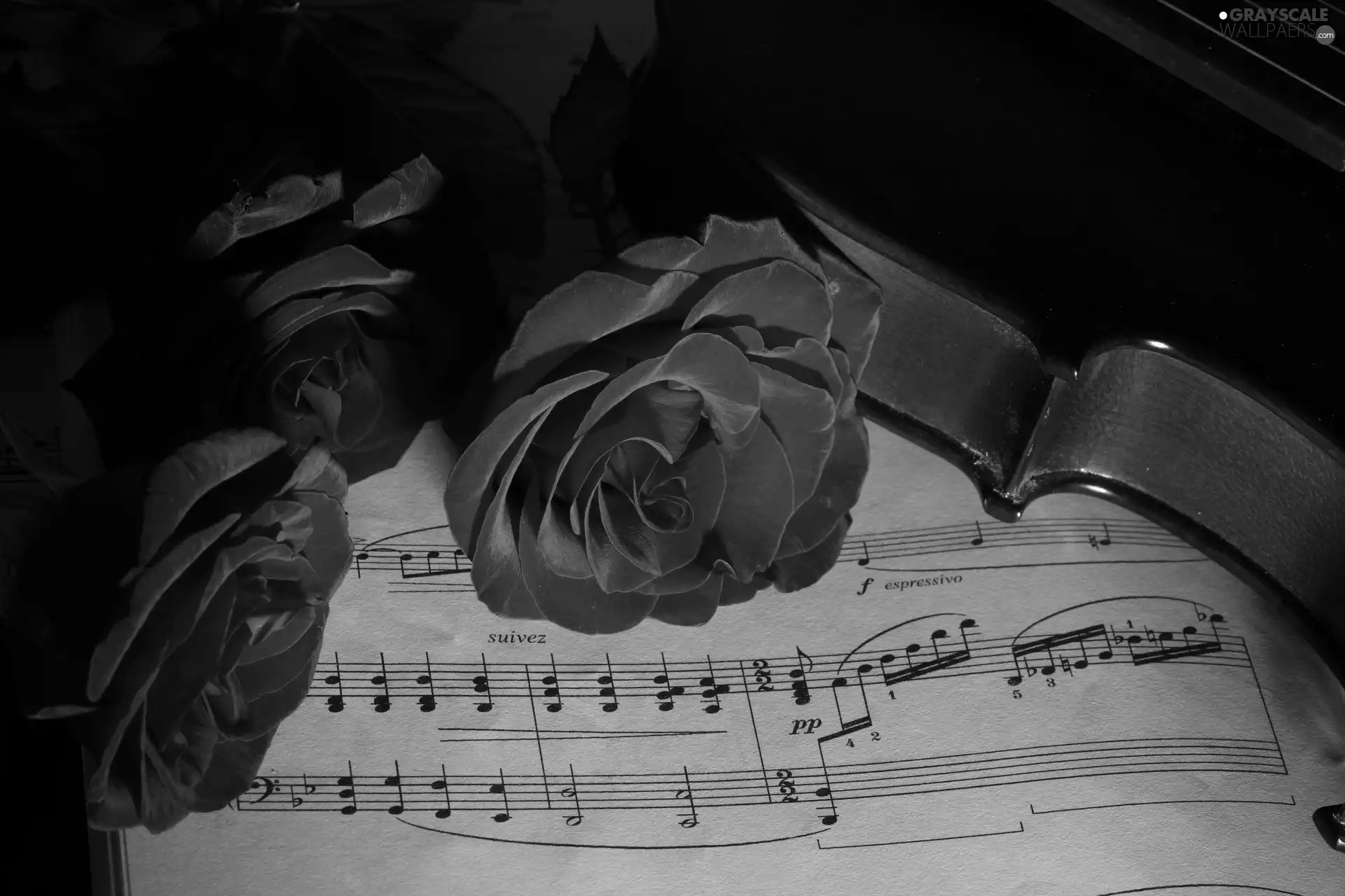 Flowers, Tunes, violin, Roze