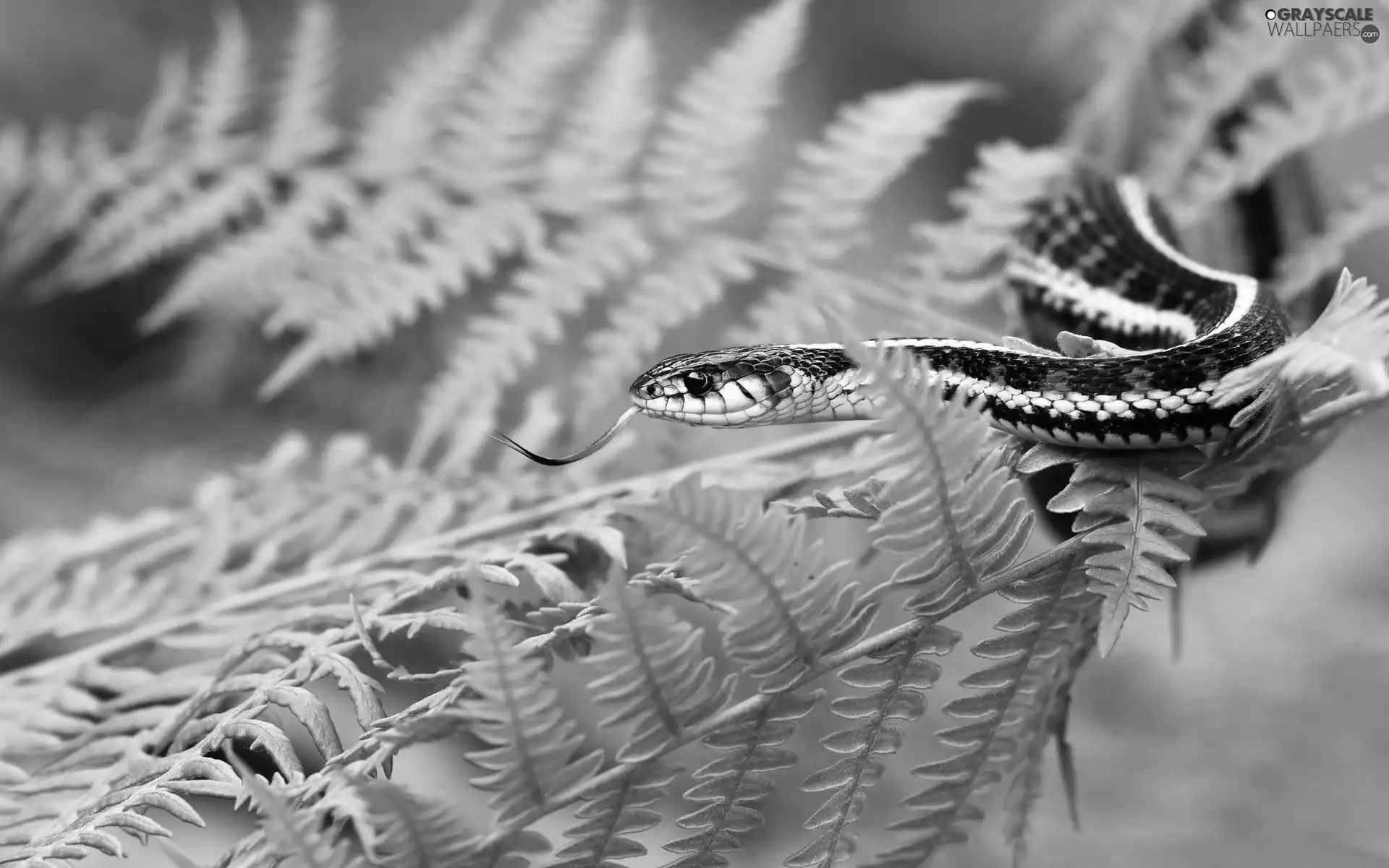 fern, Black and Red, viper