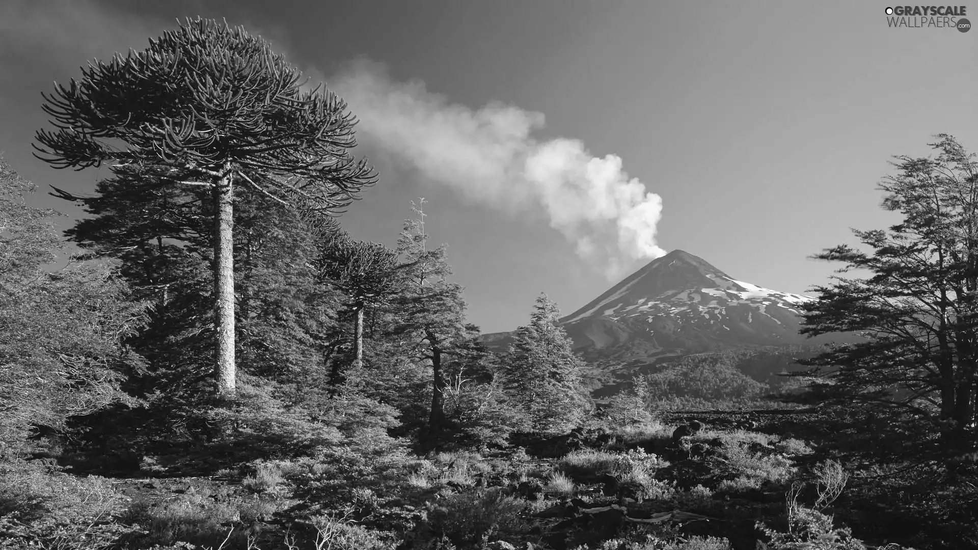 trees, mountains, volcano, viewes