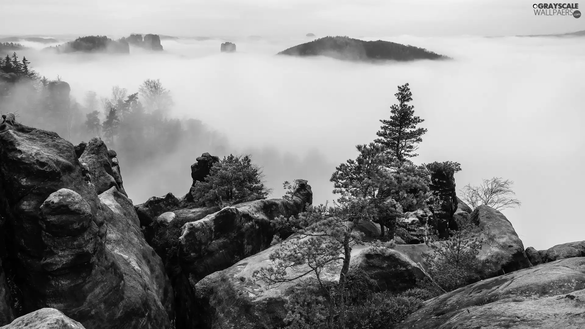viewes, trees, forest, rocks, Saxony, Germany, Děčínská vrchovina, Saxon Switzerland National Park, Fog