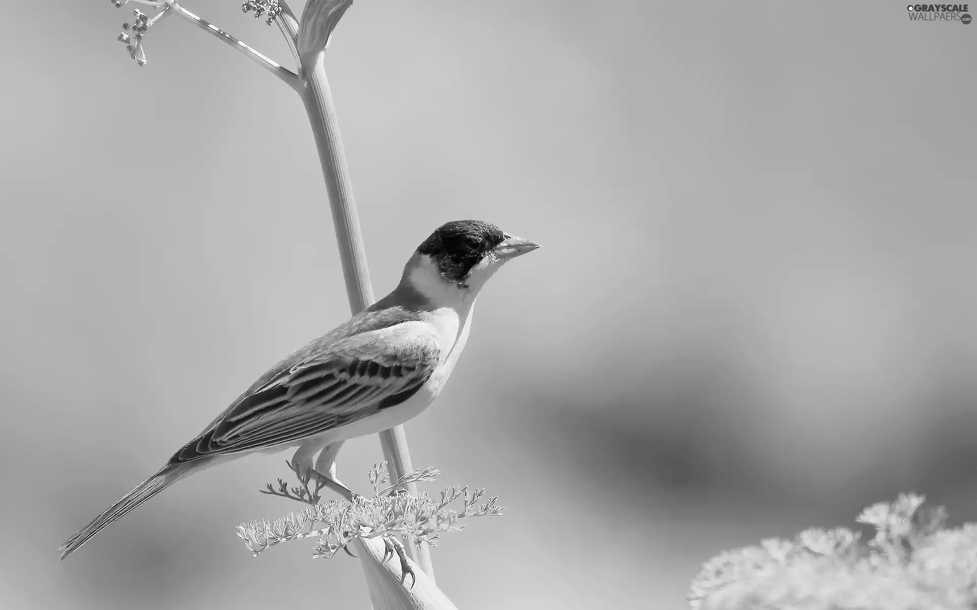 Bird, wagtail