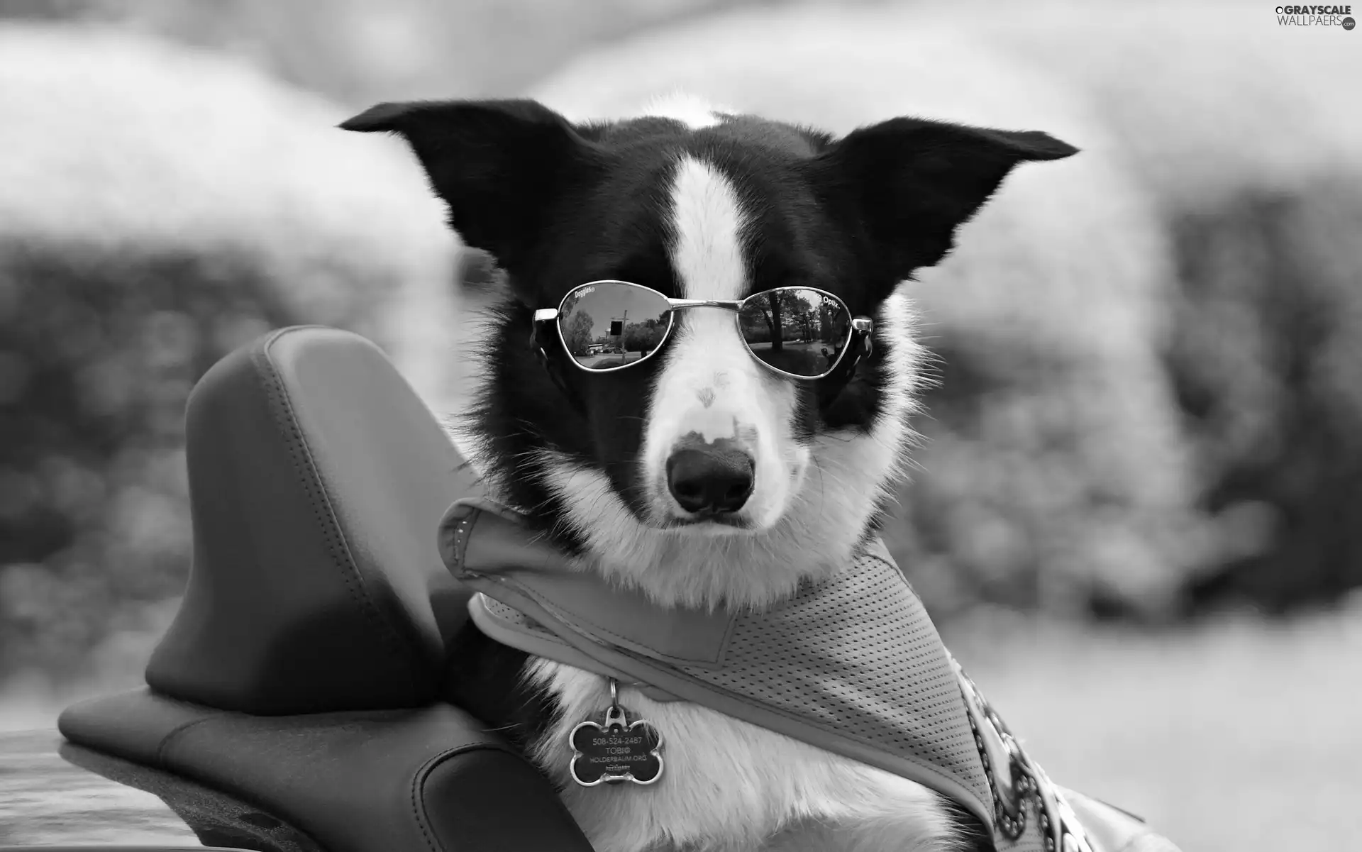waistcoat, dog, Glasses