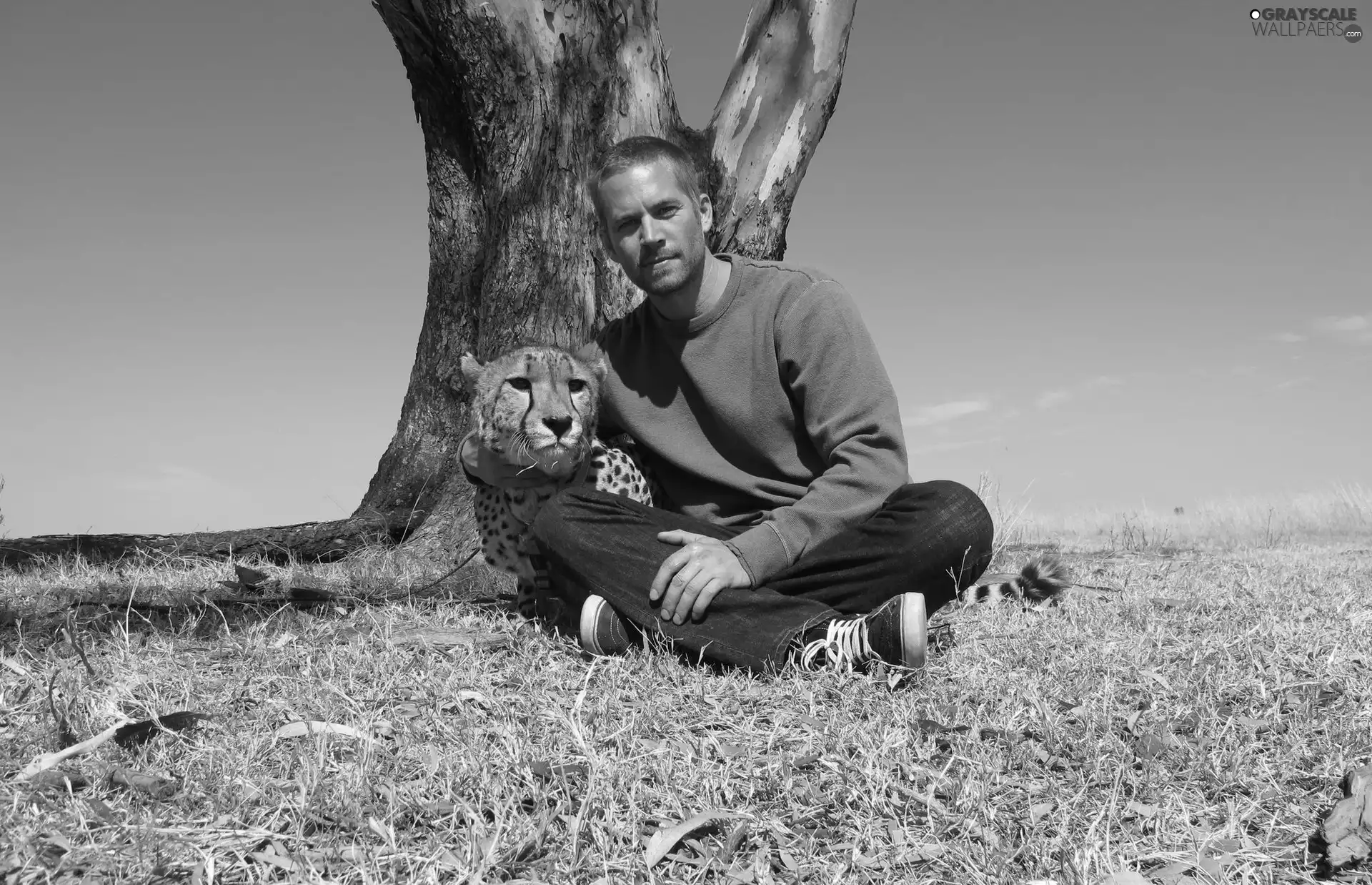 trees, Paul, Walker, Cheetah