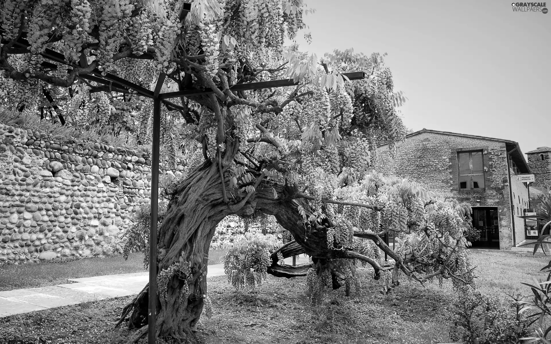 wall, wistaria, house