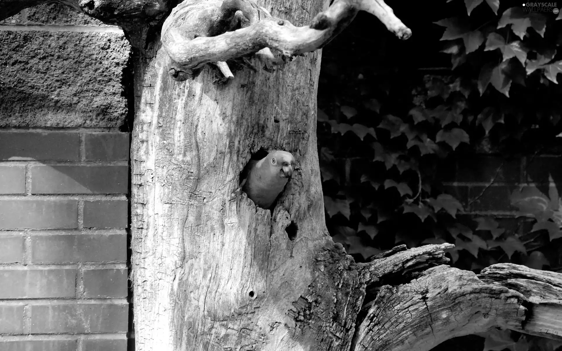 parrot, Clay, wall, hollow