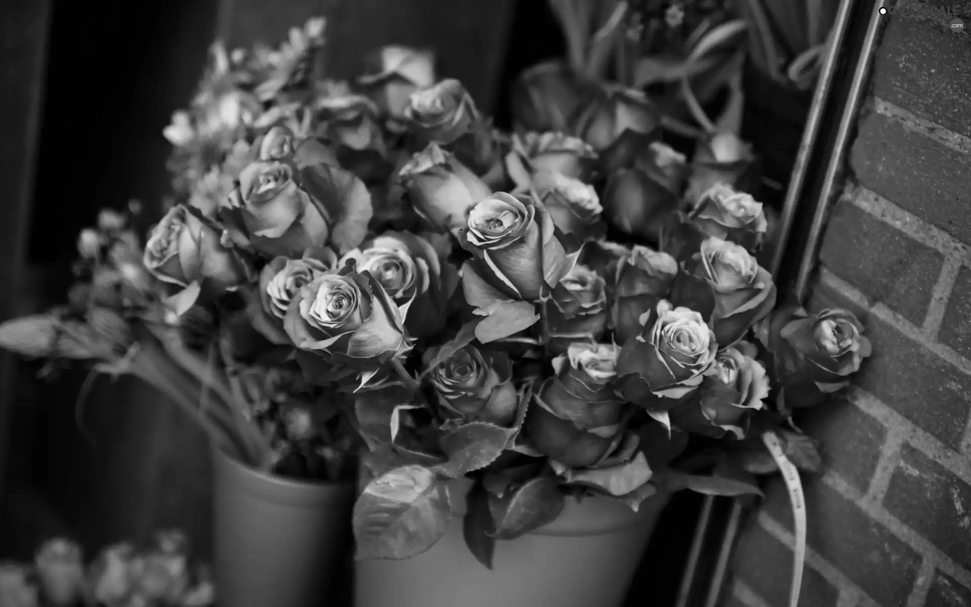 Pink, bucket, wall, roses