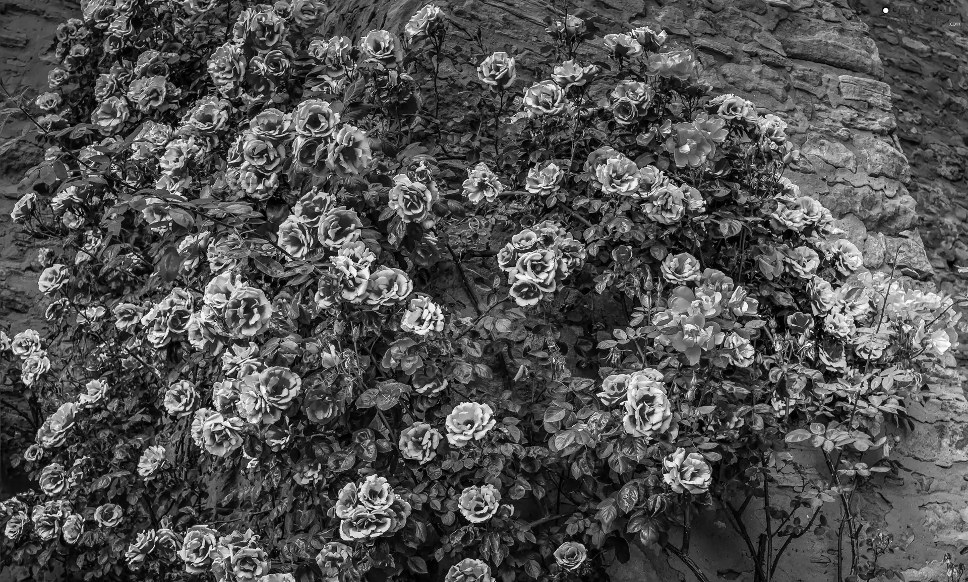 Pink, roses, wall, Climbing