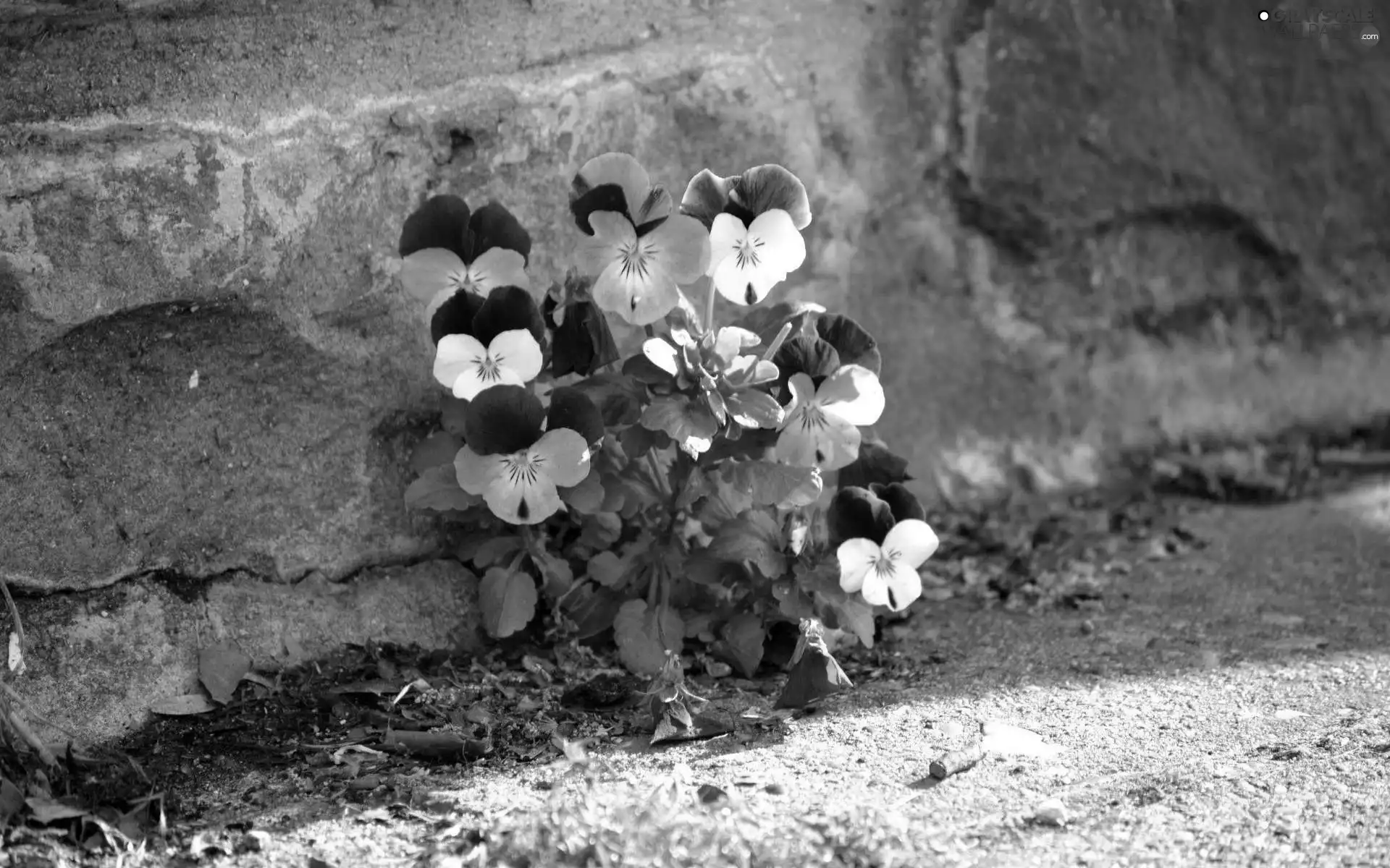 wall, pansies, wall