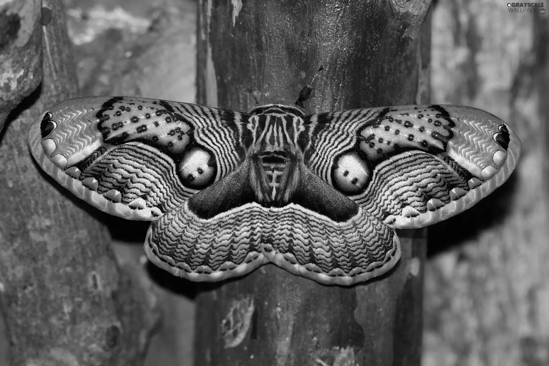 moth, Brahmaea Wallichii