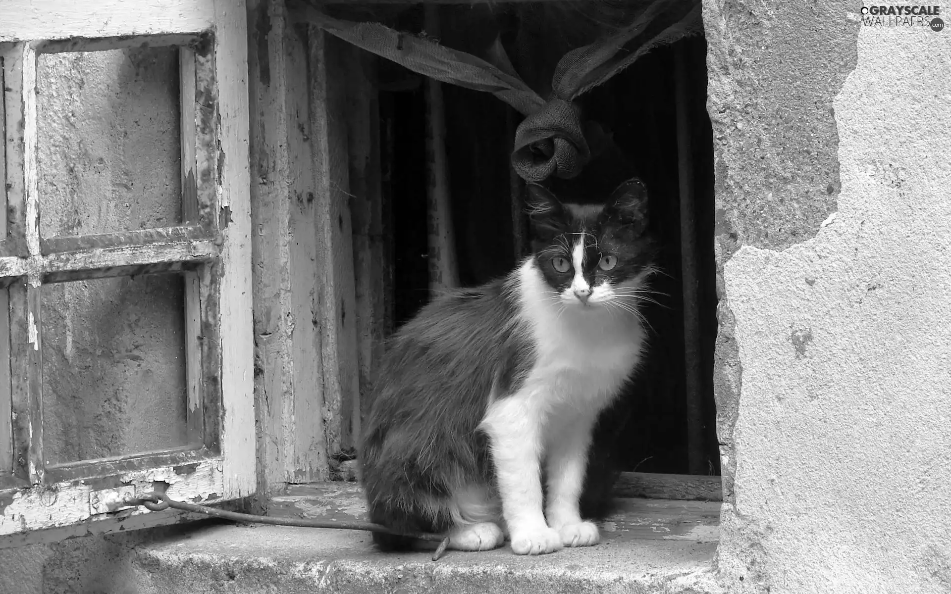 pinto, Window, walls, cat