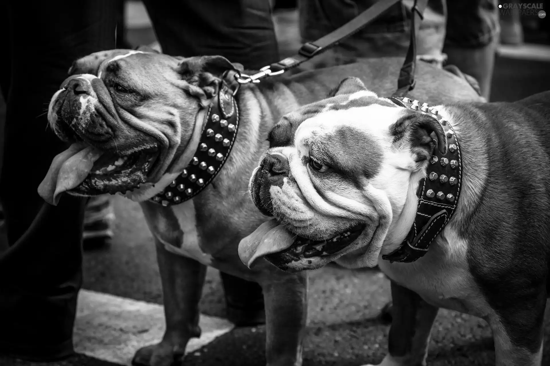 wander, Bulldogs, English