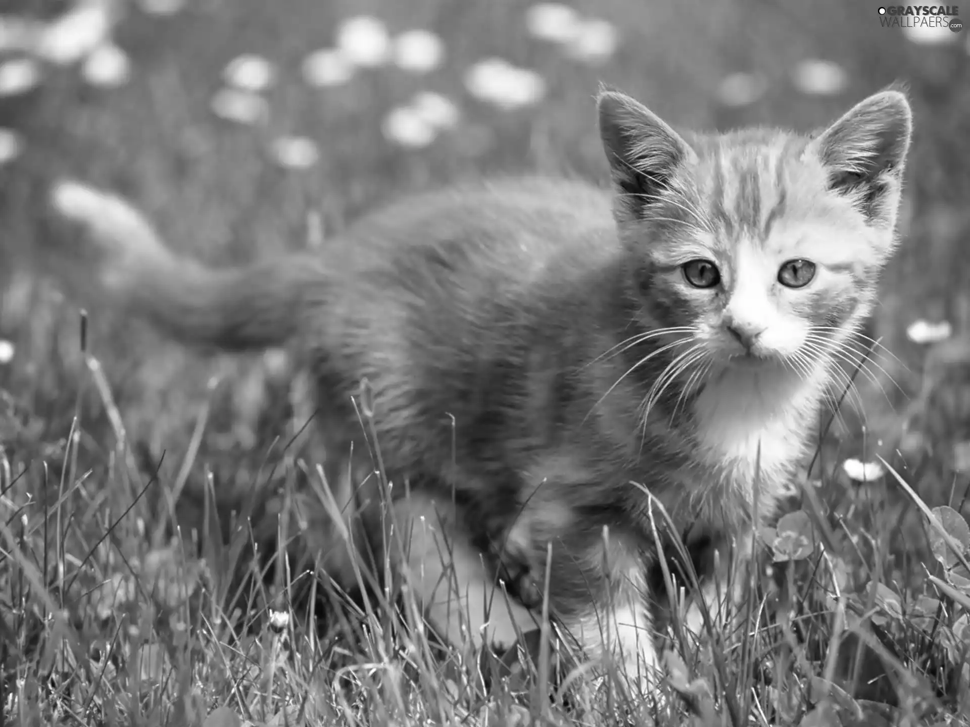 ginger, grass, wander, kitten