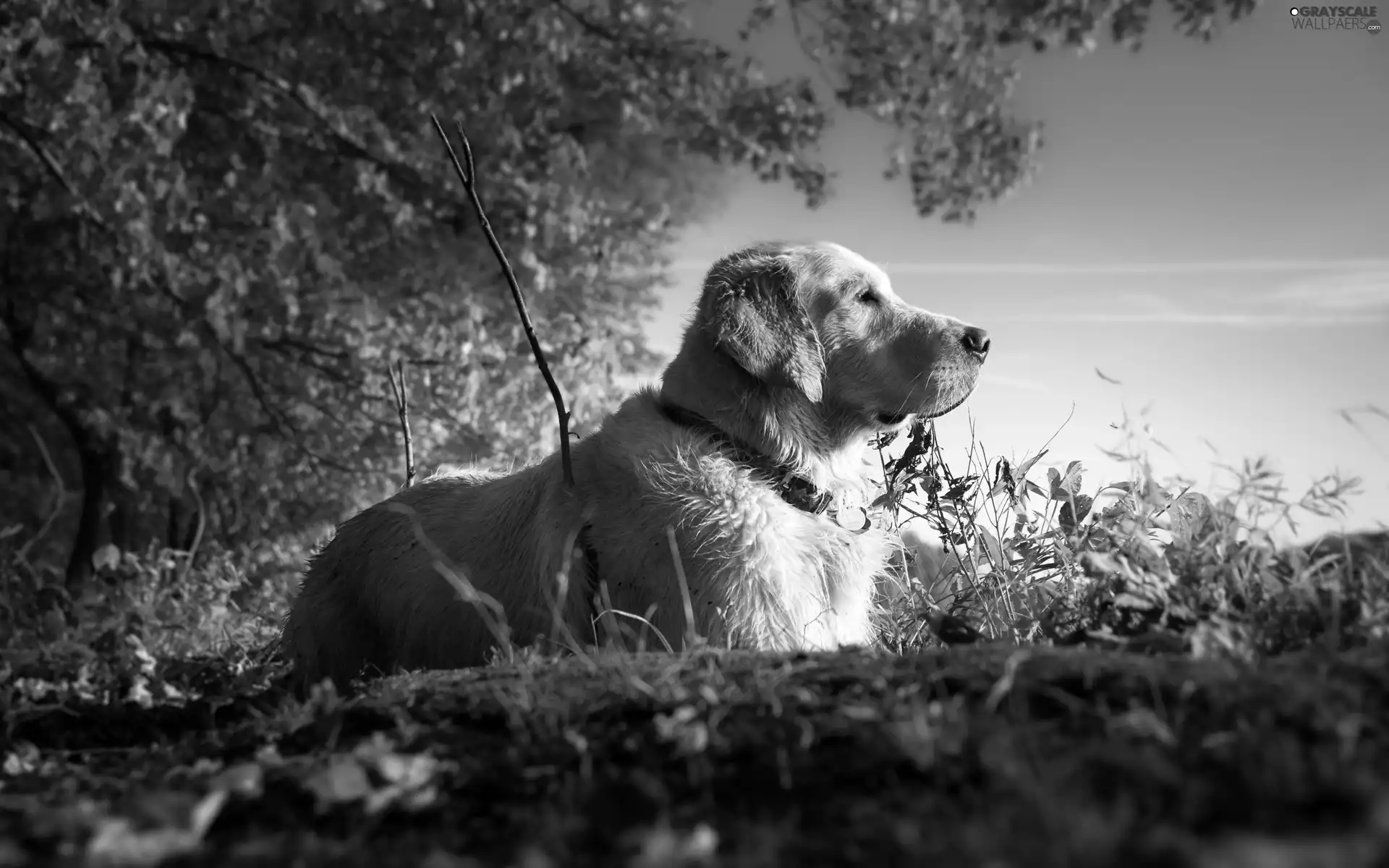 forest, Golden Retriever, wander