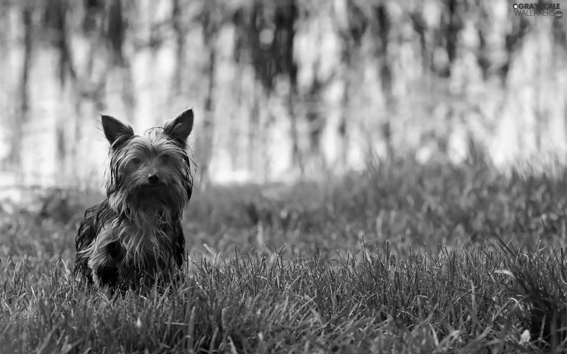 wander, dog, grass