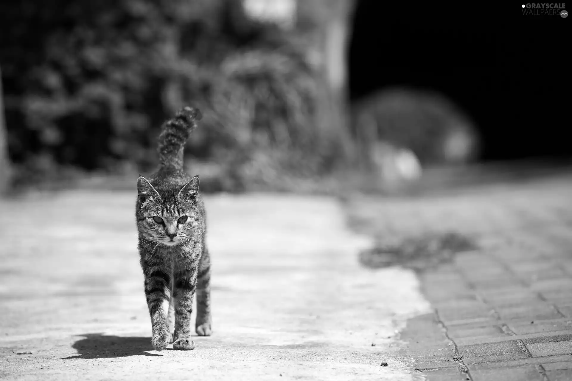 kitten, wander