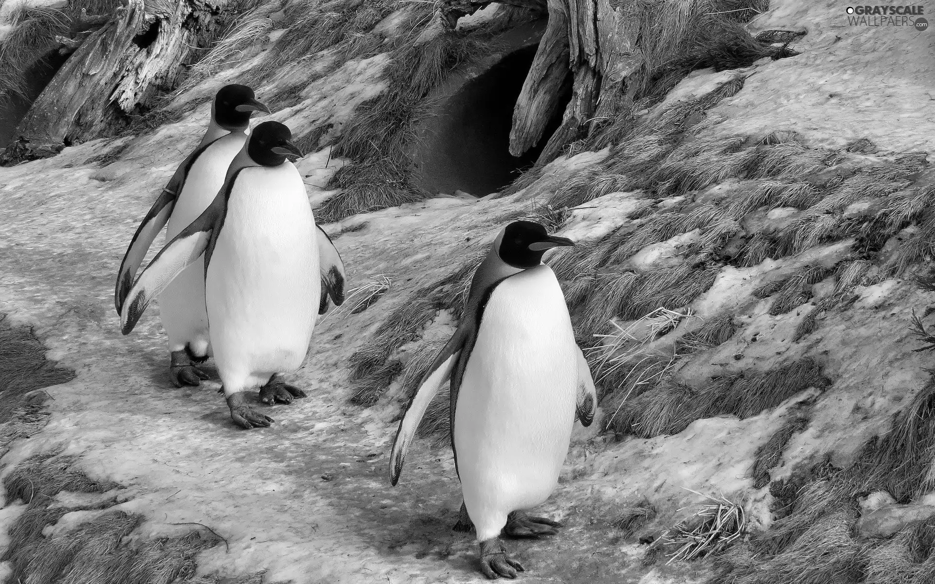wander, Three, penguin