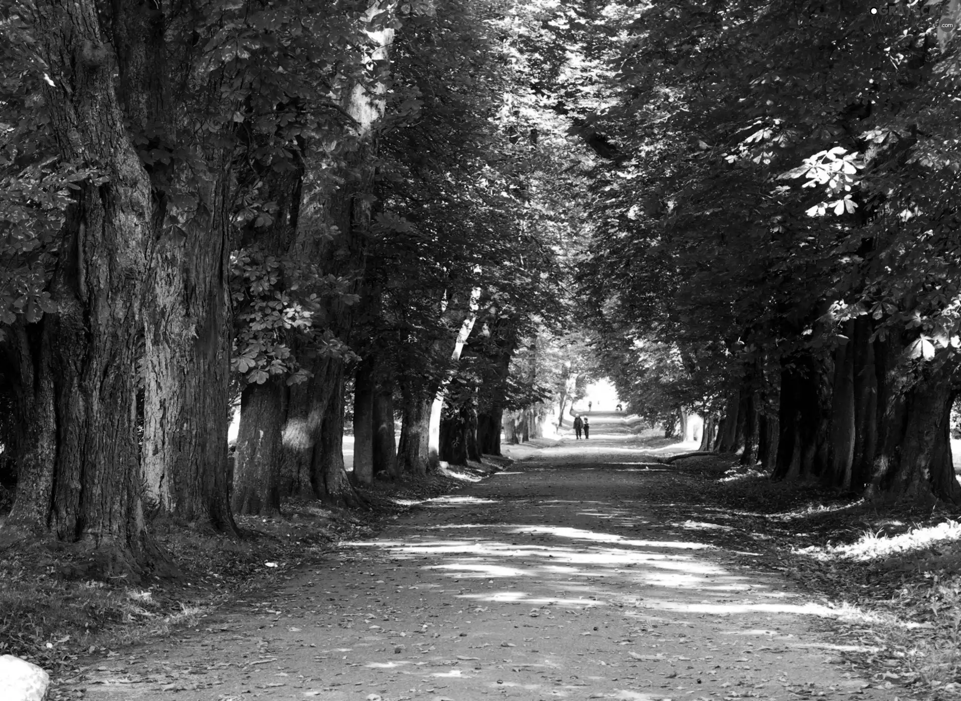 trees, viewes, Way, wander, forest