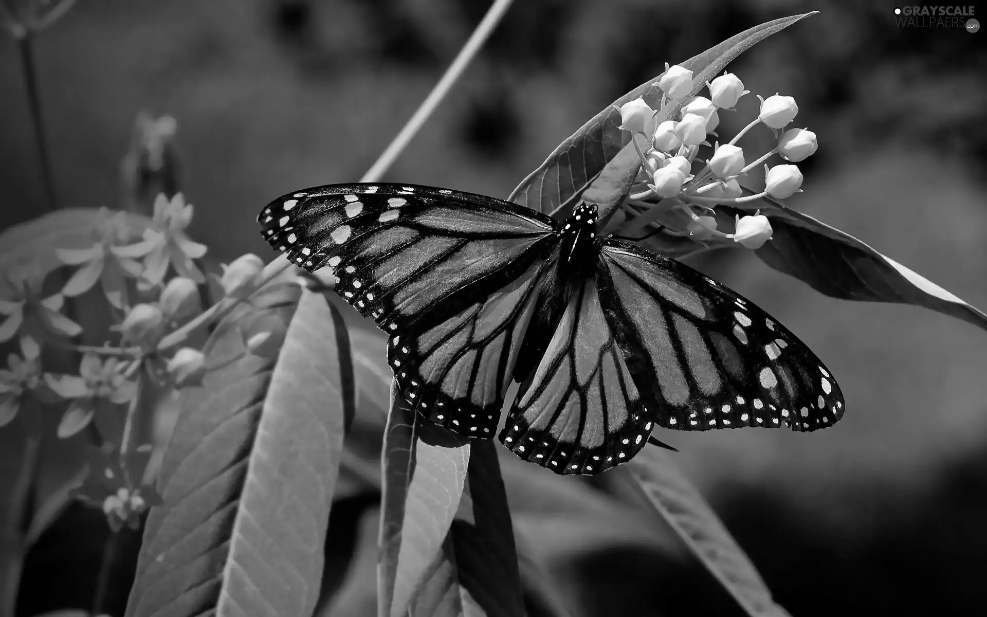 butterfly, Danaid, wandering, monarch