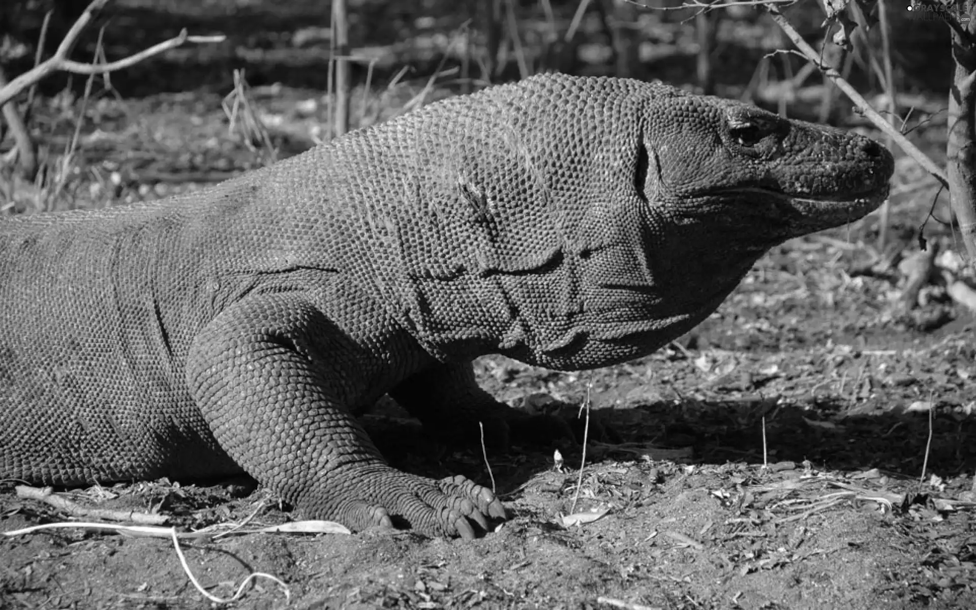 reptile, Waran