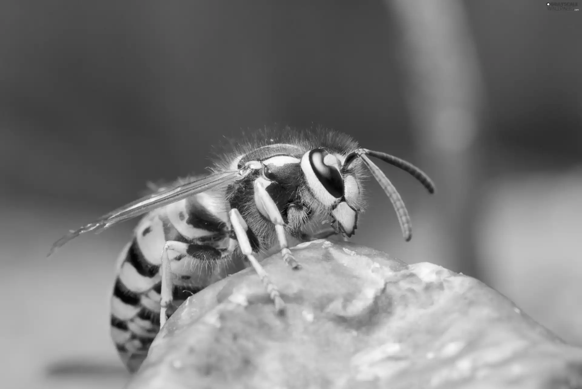 Yellow and black, wasp