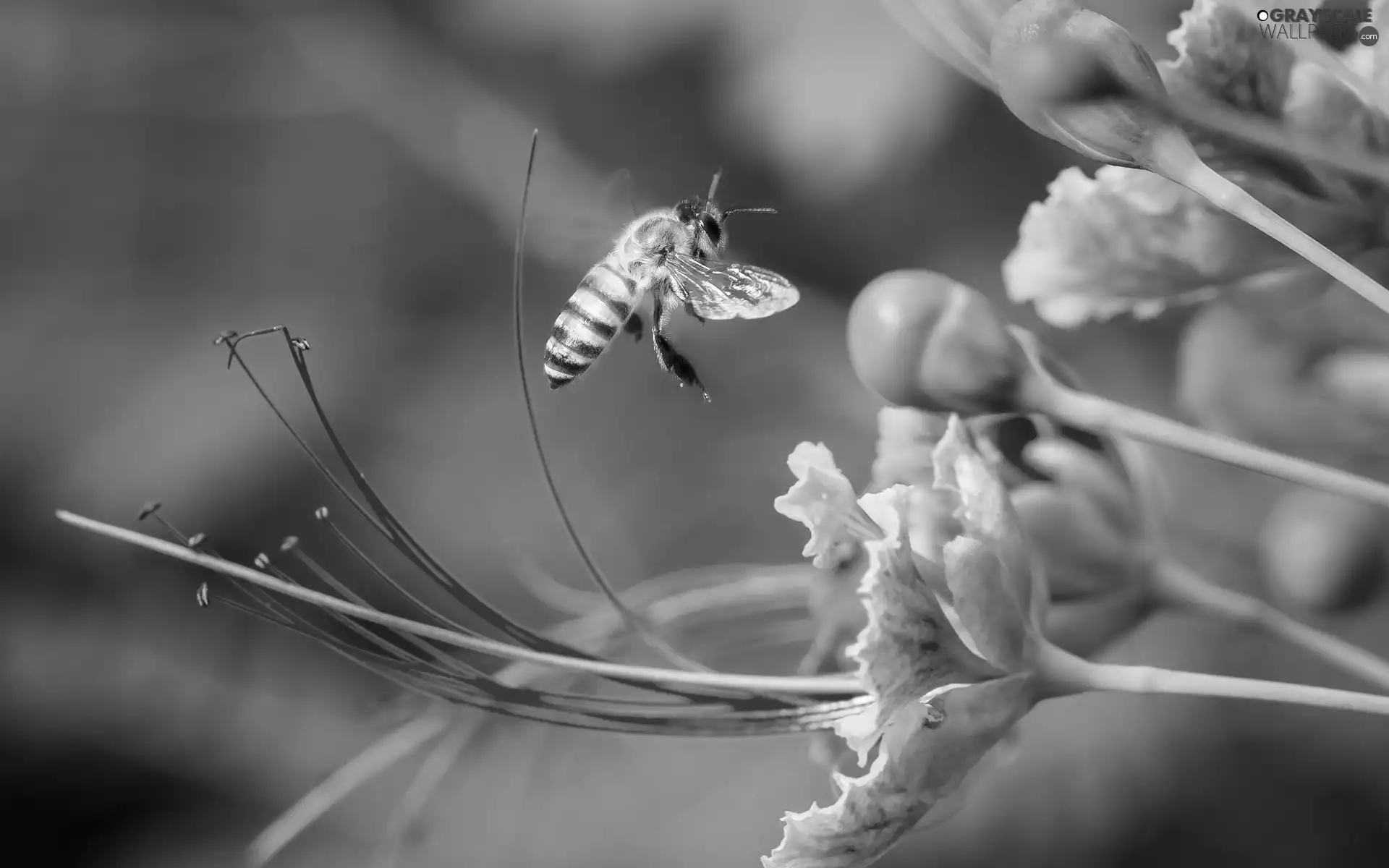 Close, Colourfull Flowers, wasp