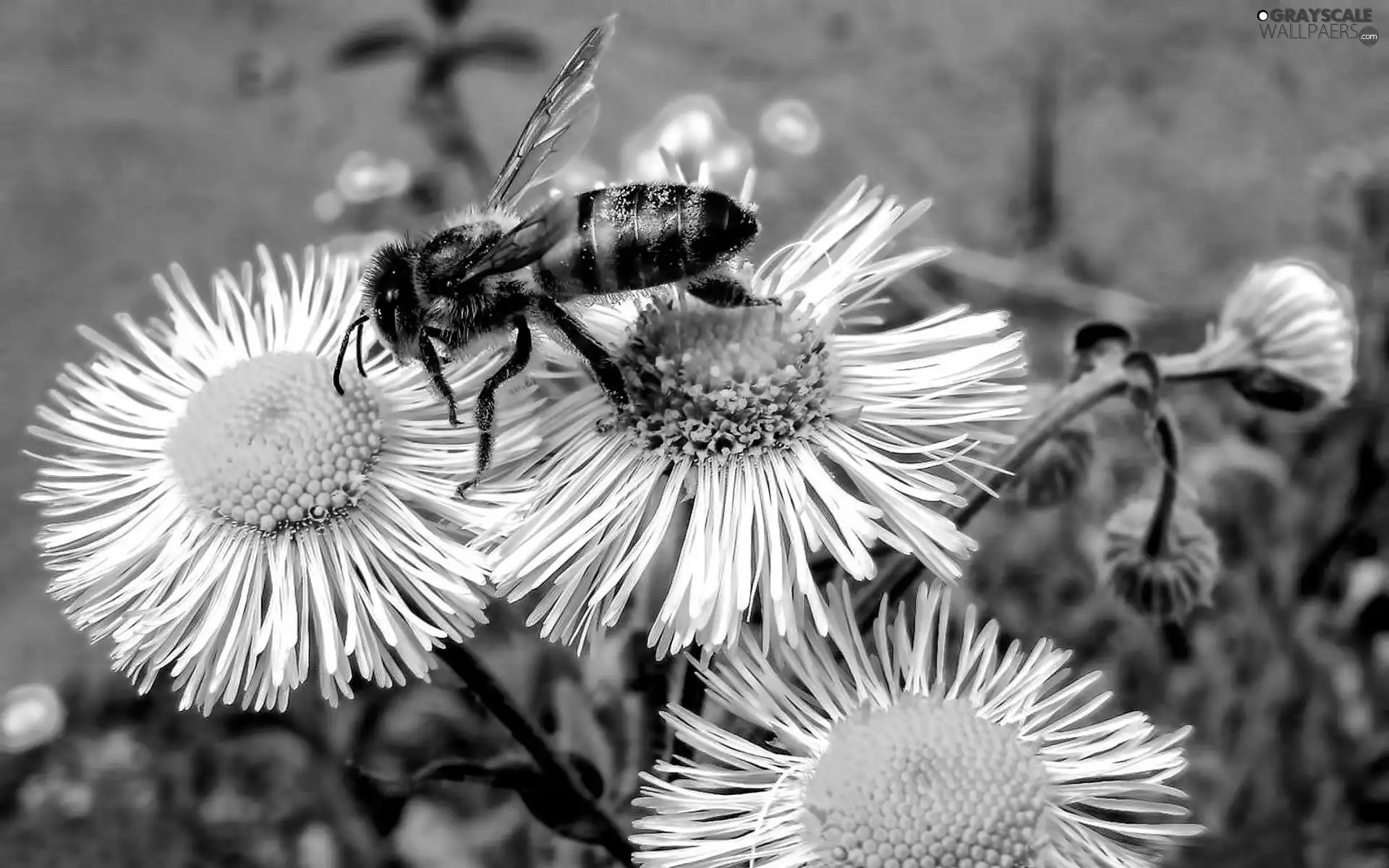Erigeron, bee