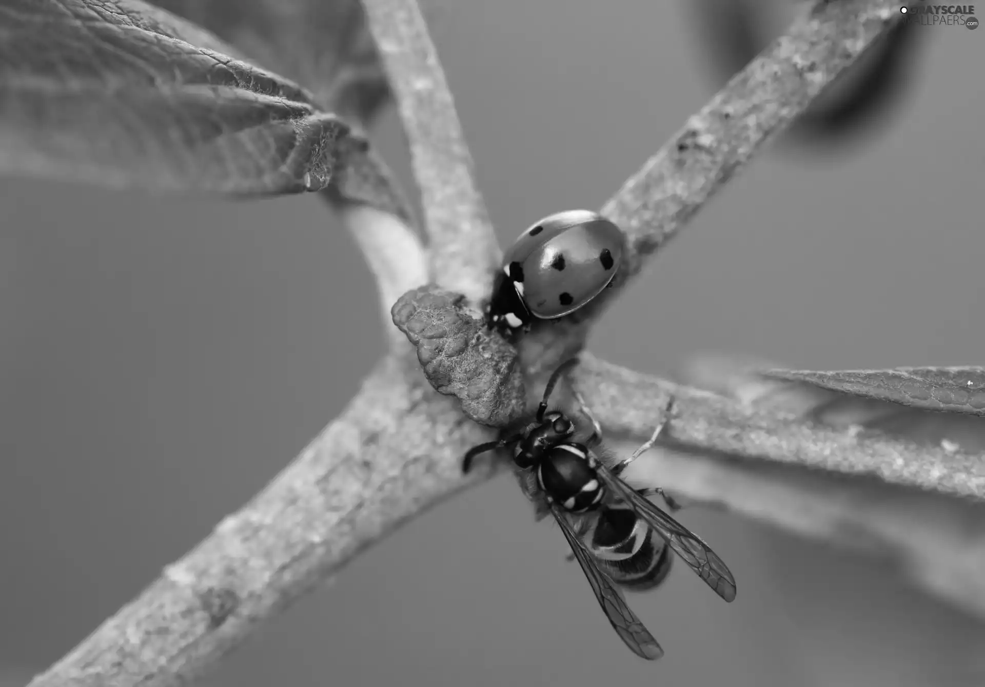 wasp, Twigs, ladybird