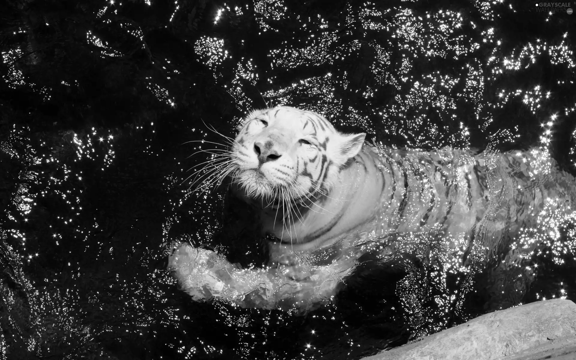water, tiger, ##