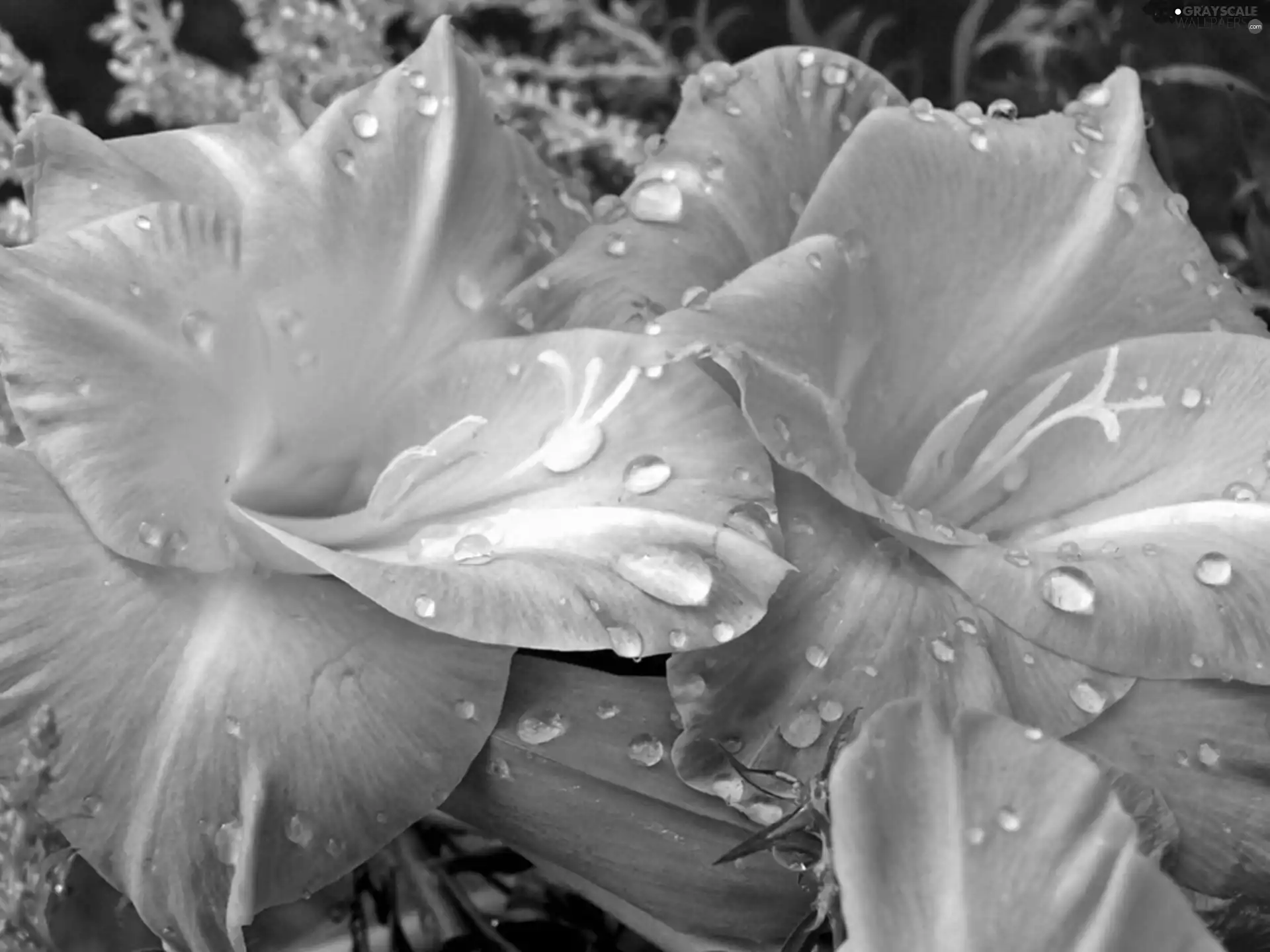 amaryllis, drops, water, Pink