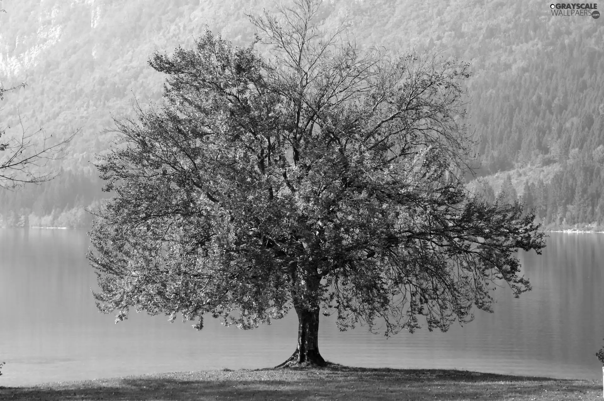autumn, trees, water, lonely