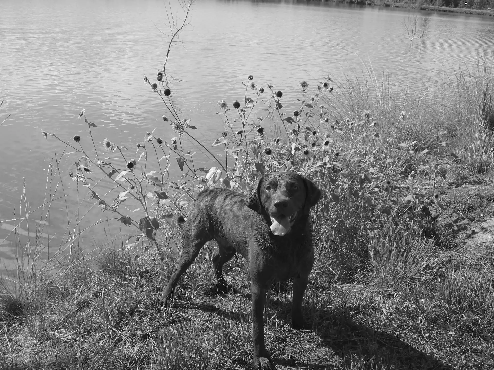 Chesapeake Bay retriever, water